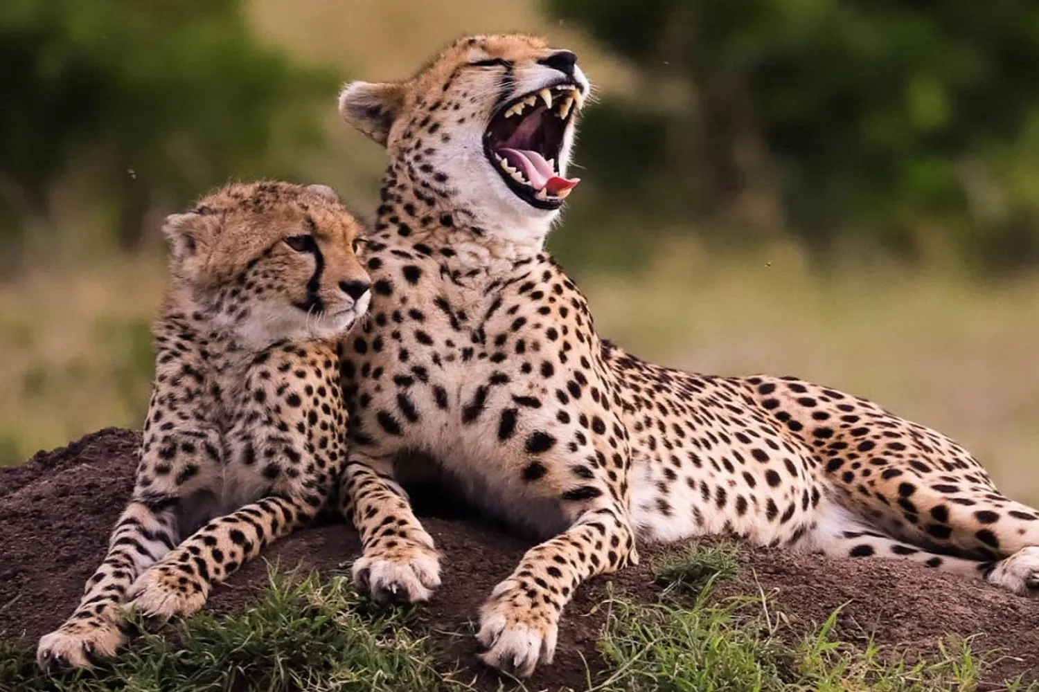 4-day Serengeti Safari Package