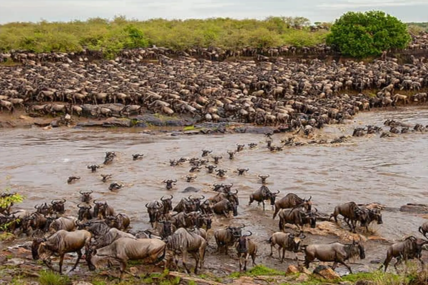 5-day Serengeti Migration Safari Tour Package