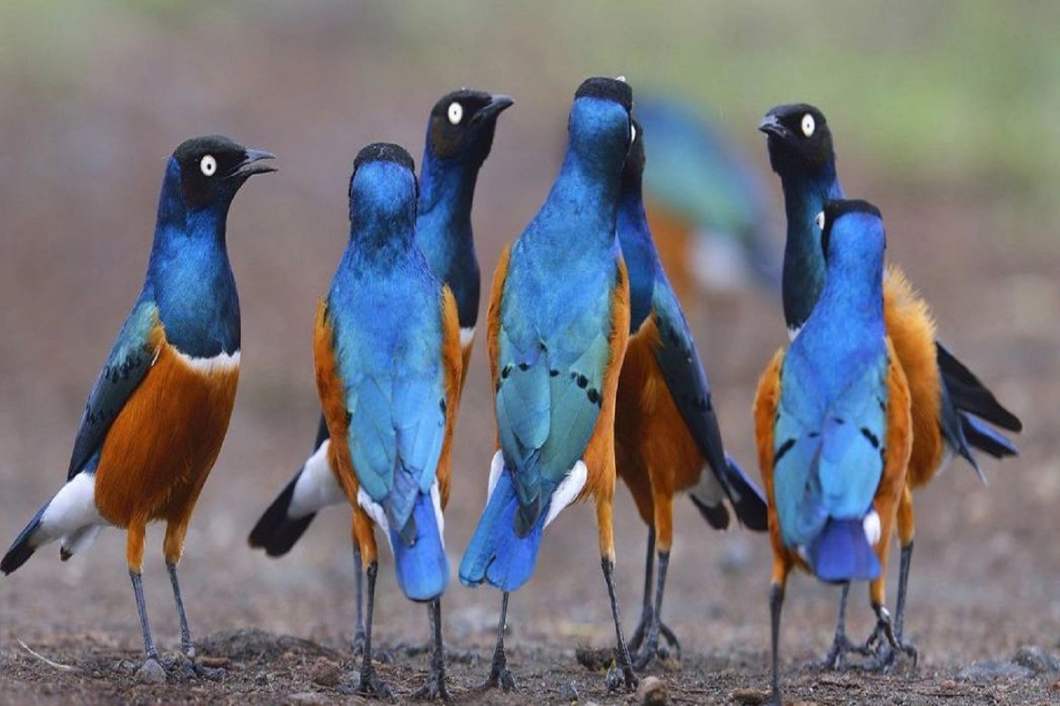 6-days Tanzania Bird watching holiday