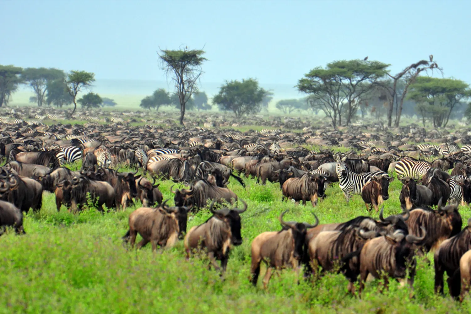 The Popular 3-Day Serengeti National Park Safari Tour from Zanzibar