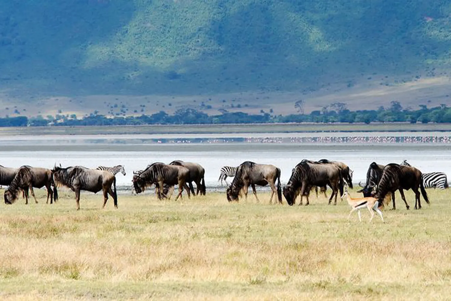 The Powerful 4-Day Serengeti and Ngorongoro National Park Tour from Zanzibar