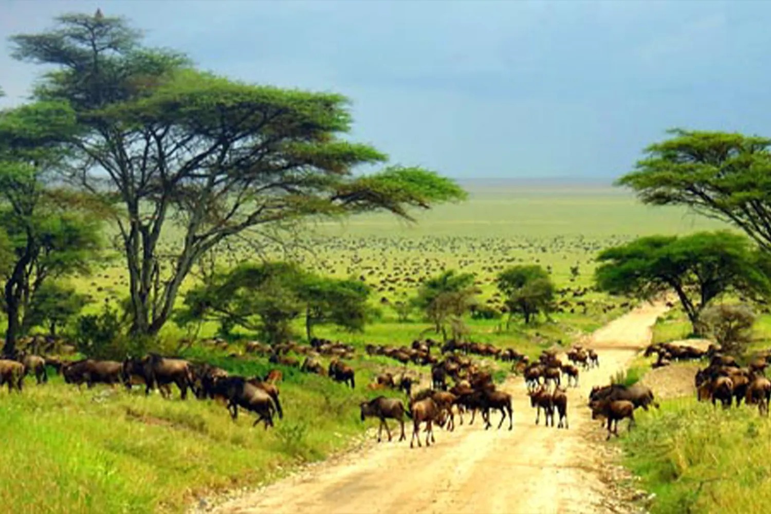 The Unique 5-Day Serengeti National Park Safari Tour from Zanzibar