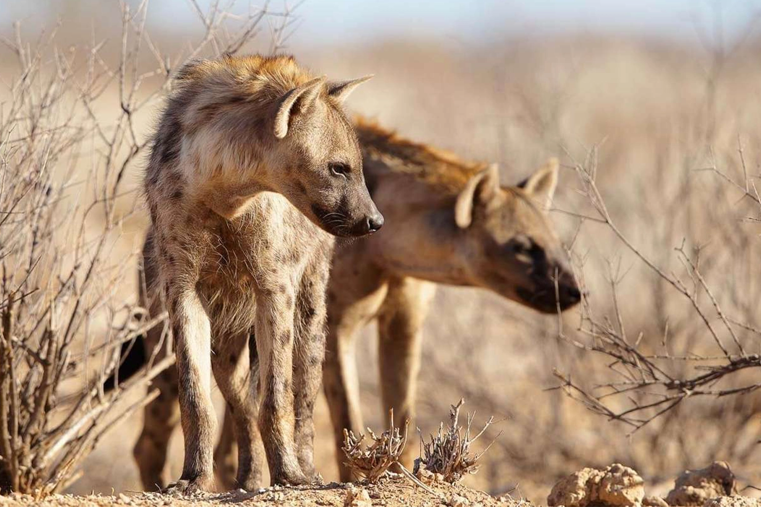 Tarangire National Park