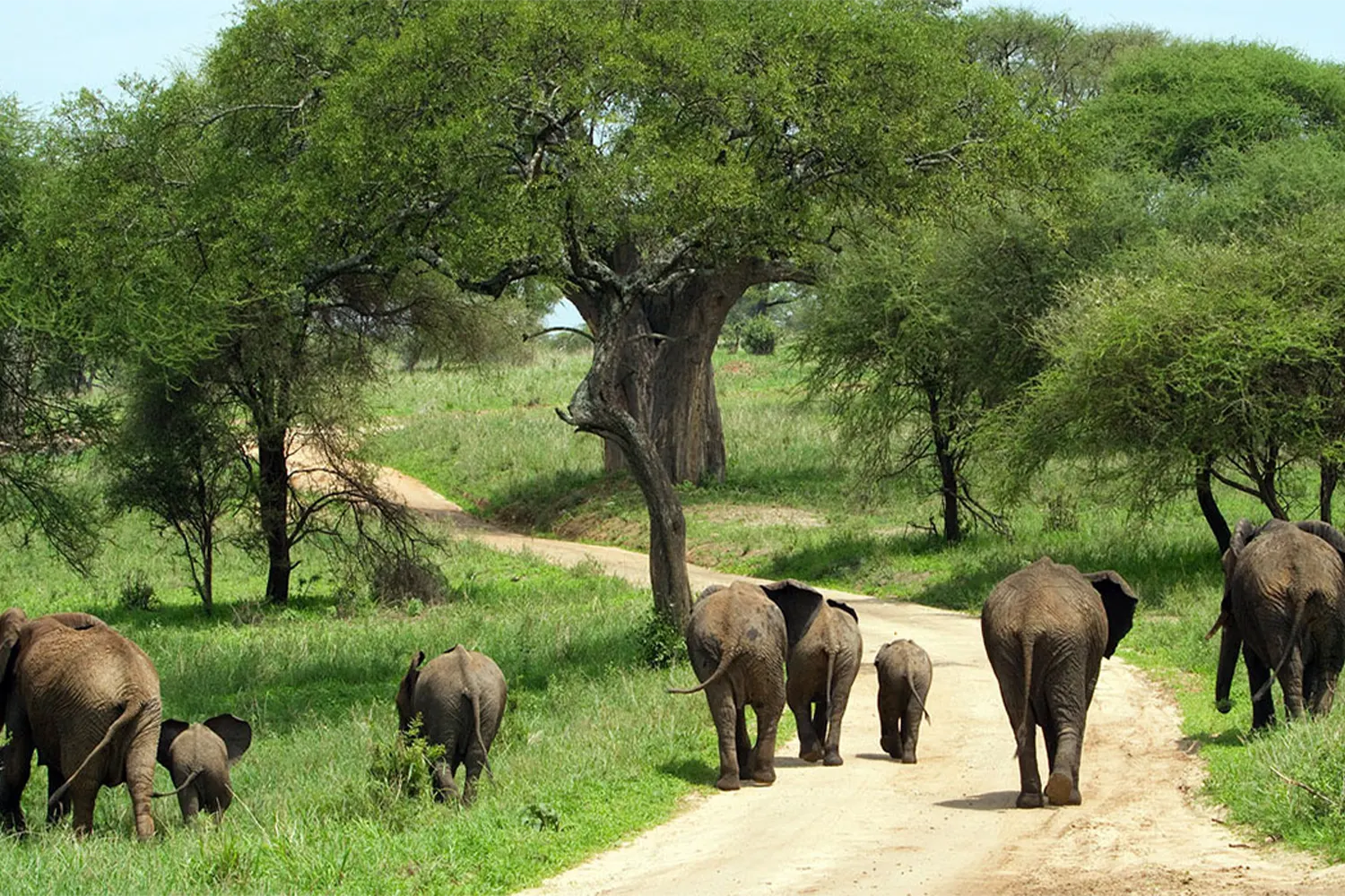 Tarangire national park - a herd of elephants