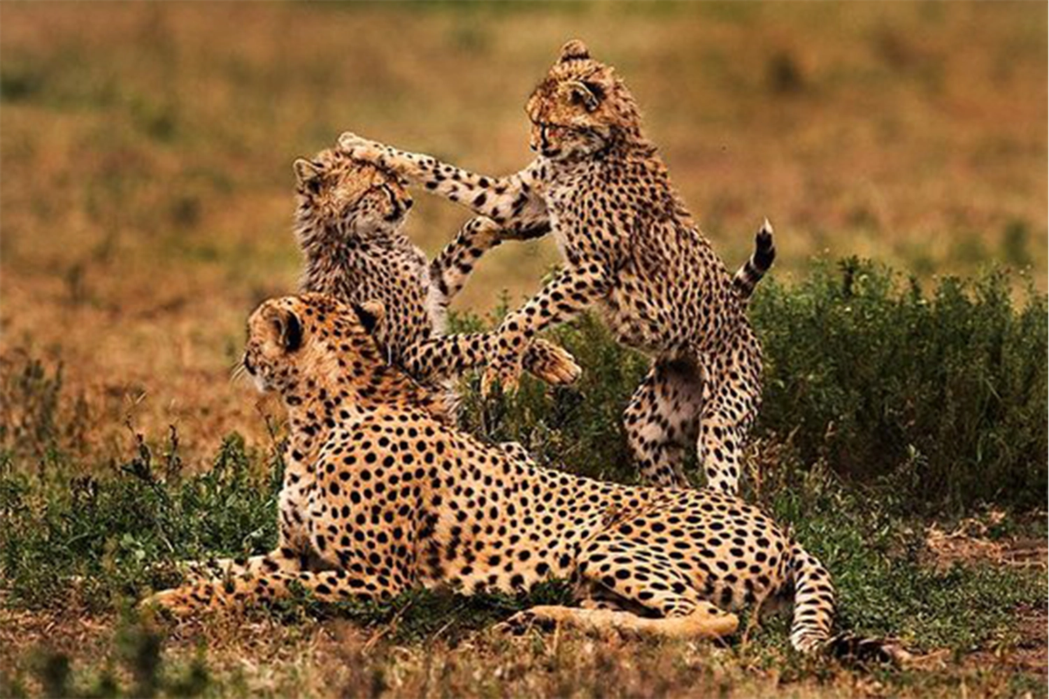 2 Days Tarangire walking safari tour Package