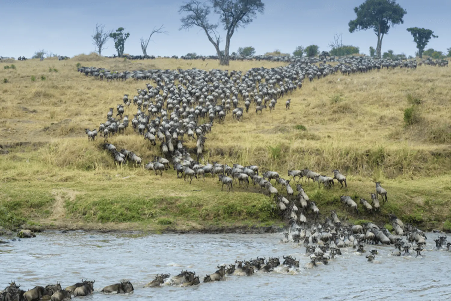 Best Time to See The Wildebeest Migration River Crossing - Jaynevy Tours