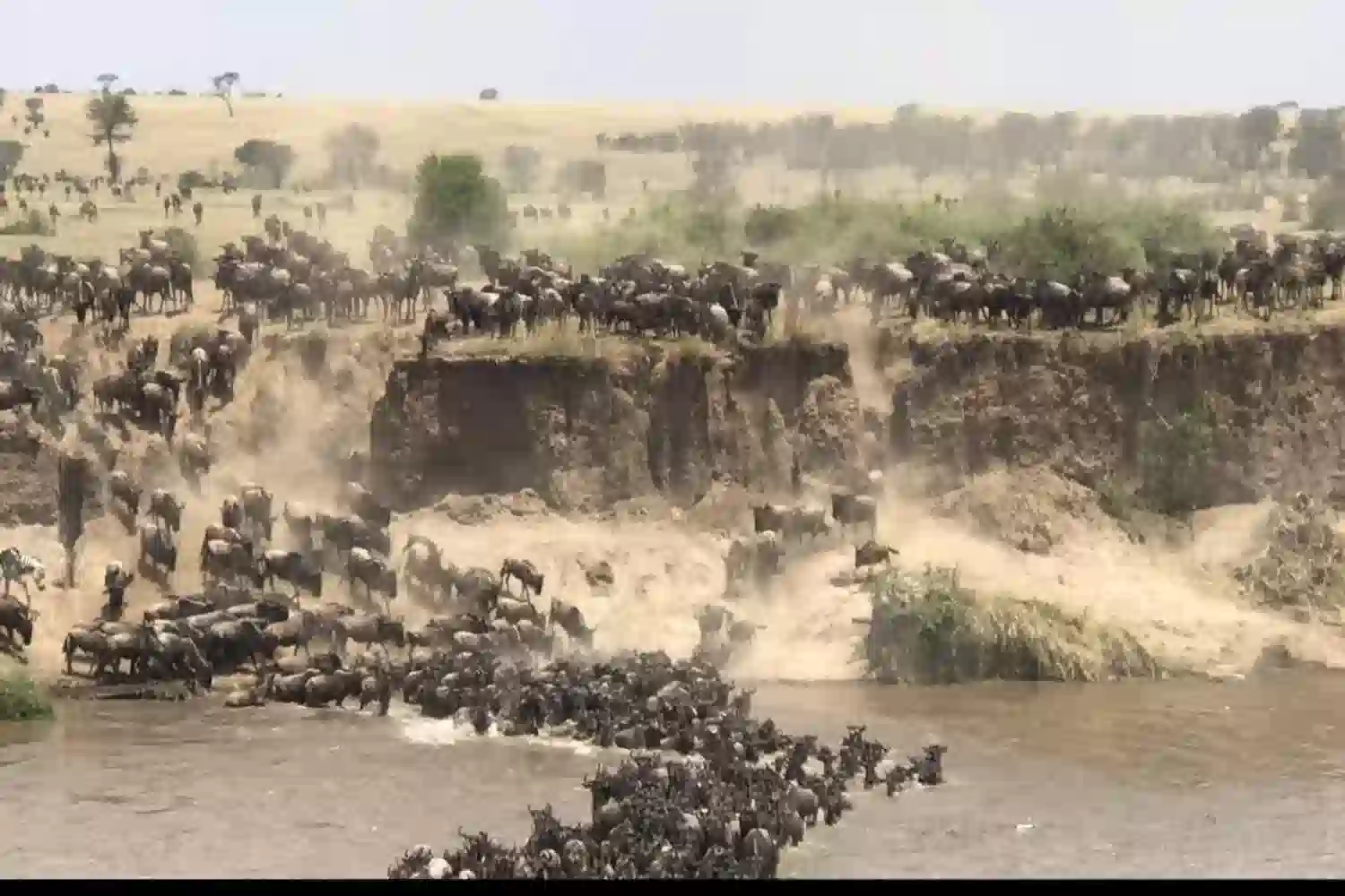 Serengeti Articles
