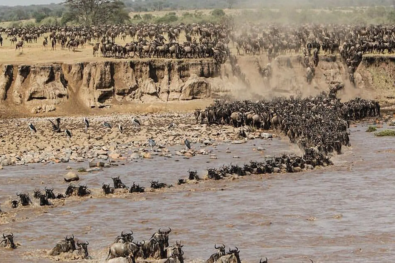 10-day Serengeti wildebeest migration safari tour package