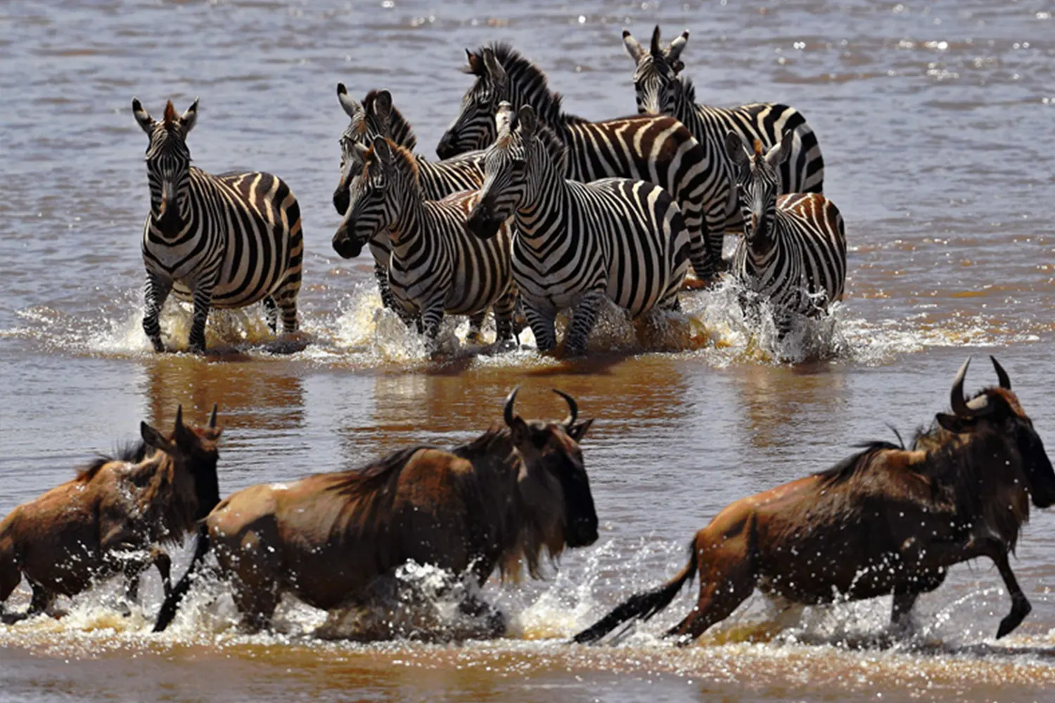 The Great Serengeti Migration safari in Tanzania