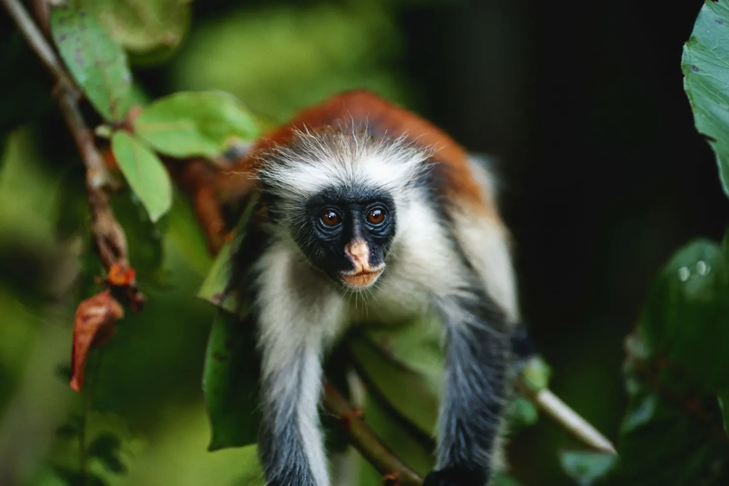 red colubus monkey during the 7-day Zanzibar vacation tour package