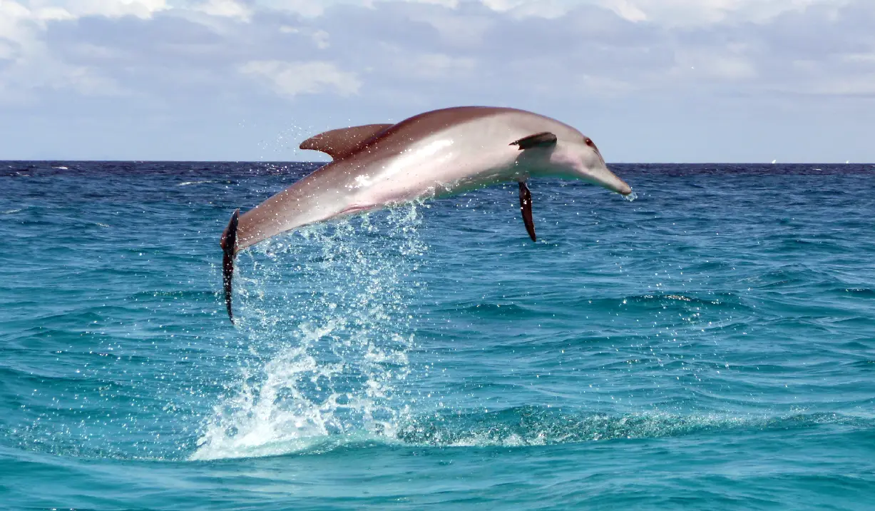 Kizimkazi Dolphins in Zanzibar