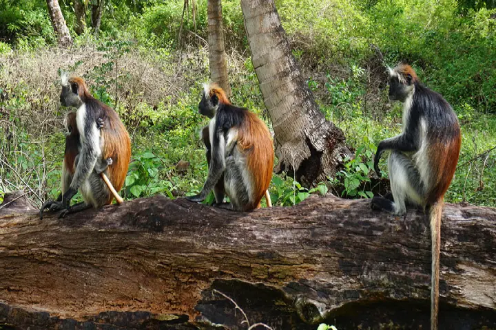 Jozani Forest in Zanzibar