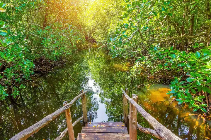 Jozani Forest in Zanzibar