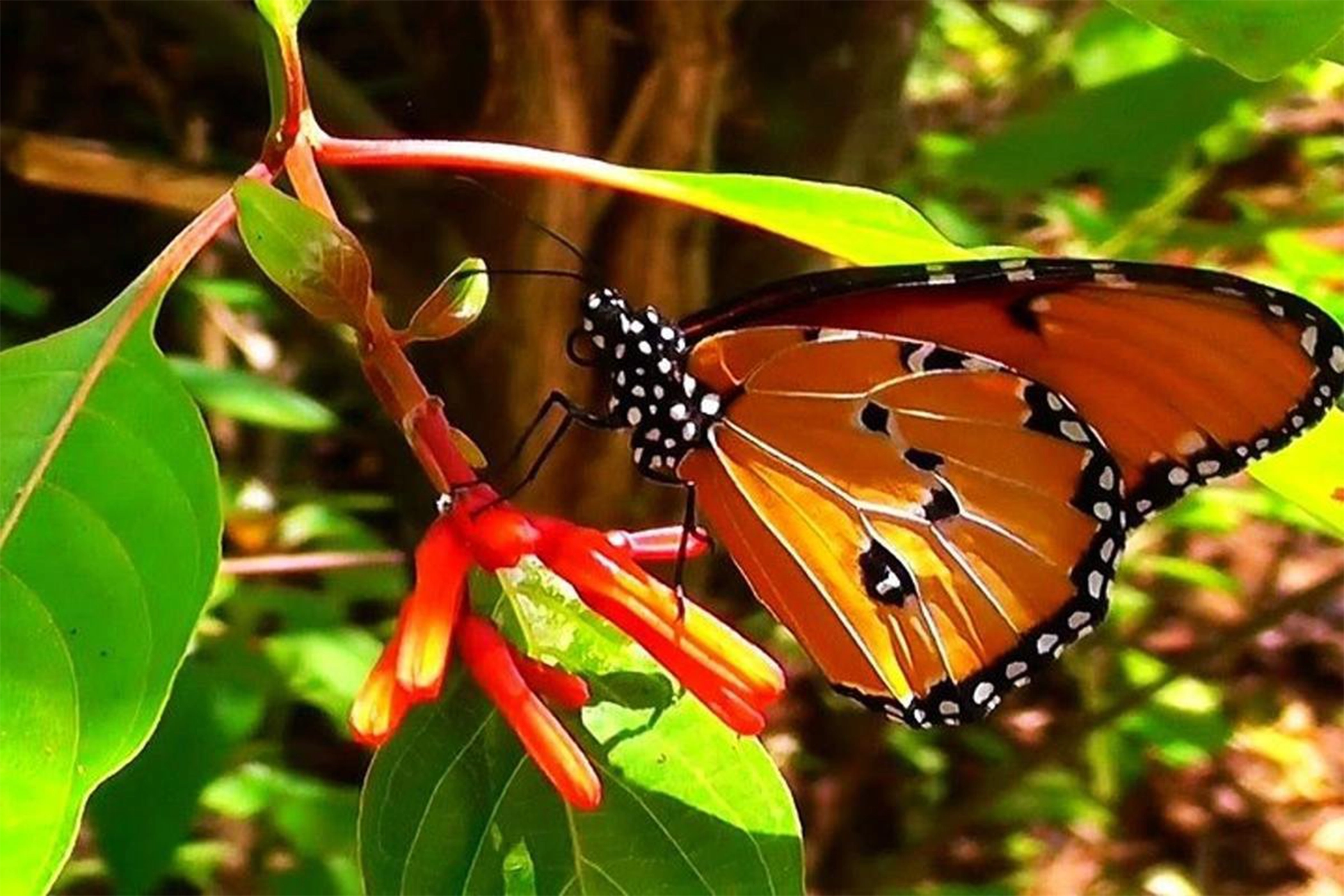 The best Butterfly tour in Zanzibar