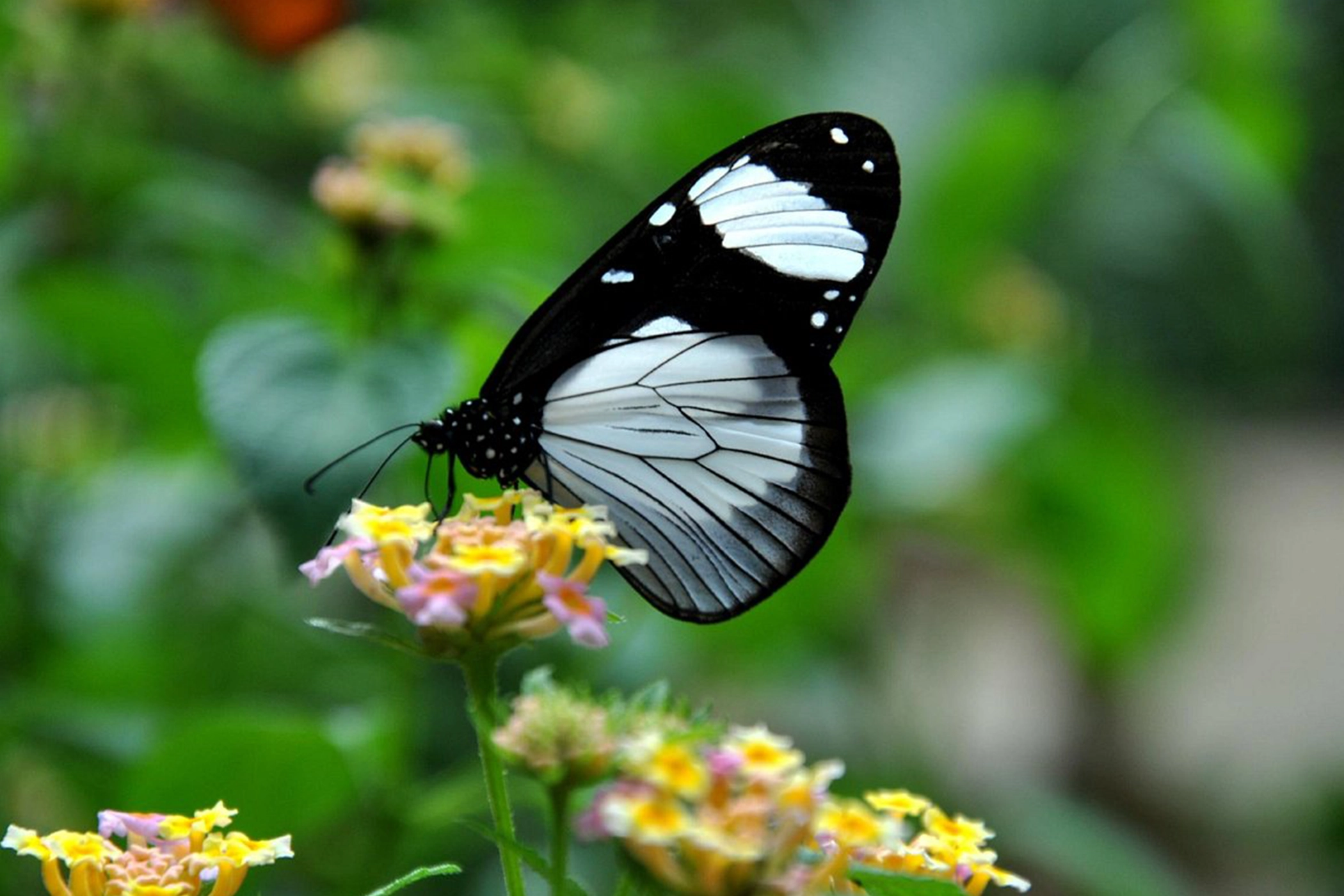 The best Butterfly tour in Zanzibar