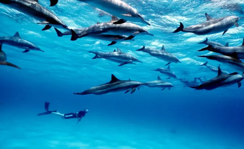 Kizimkazi Dolphins in Zanzibar