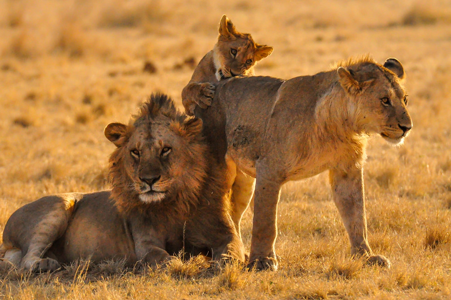 Serengeti-Nationalpark