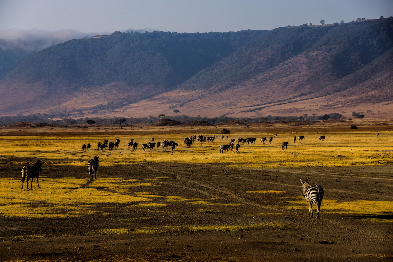 2 Tage Ngorongoro-Schutz und Krater