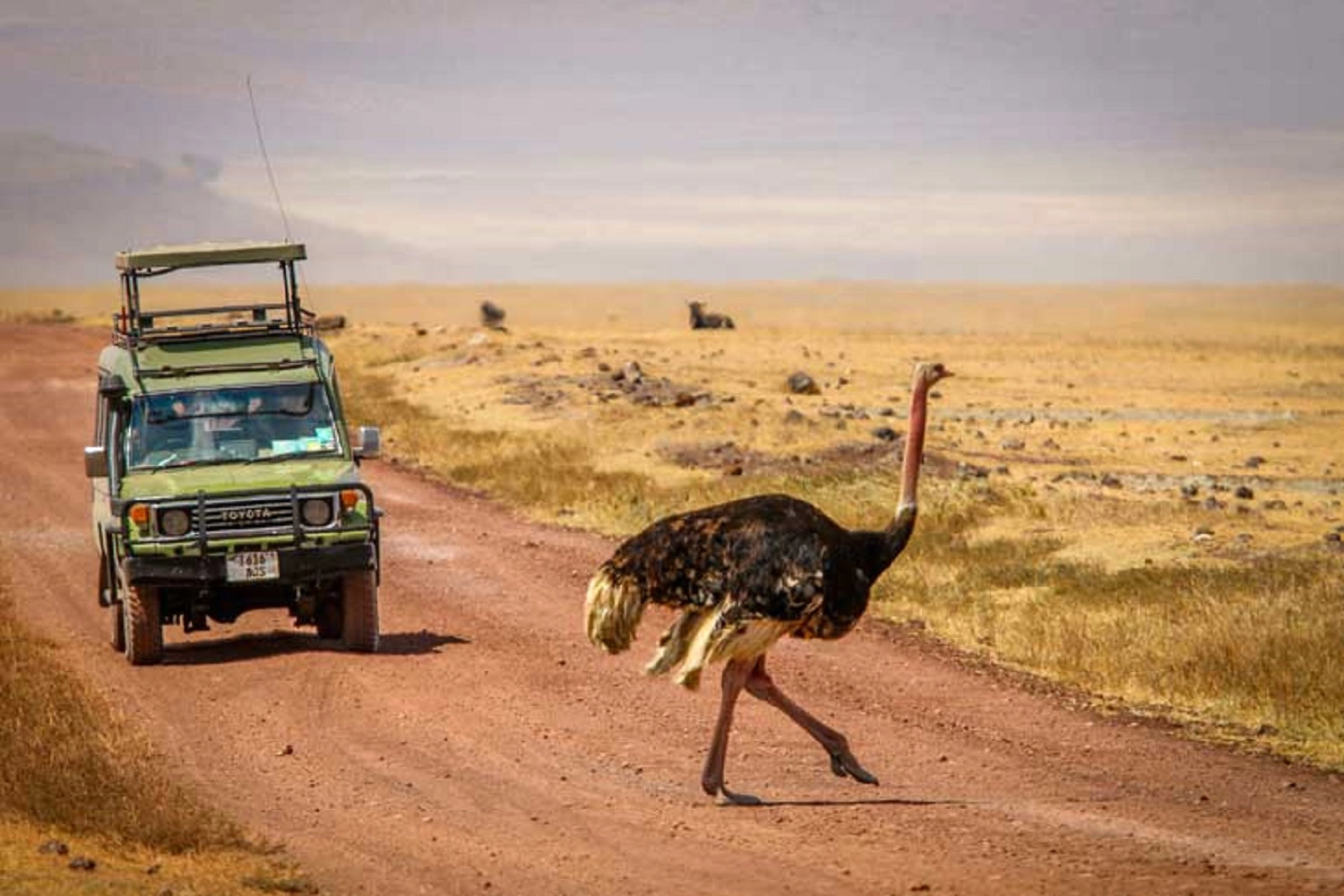 9-tägige Ngorongoro-Vogelbeobachtungsdurchführung