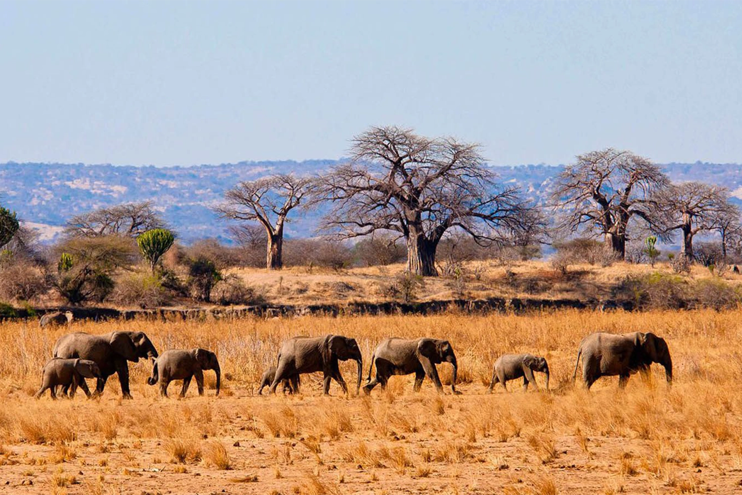 2-tägige Tarangire-Safari