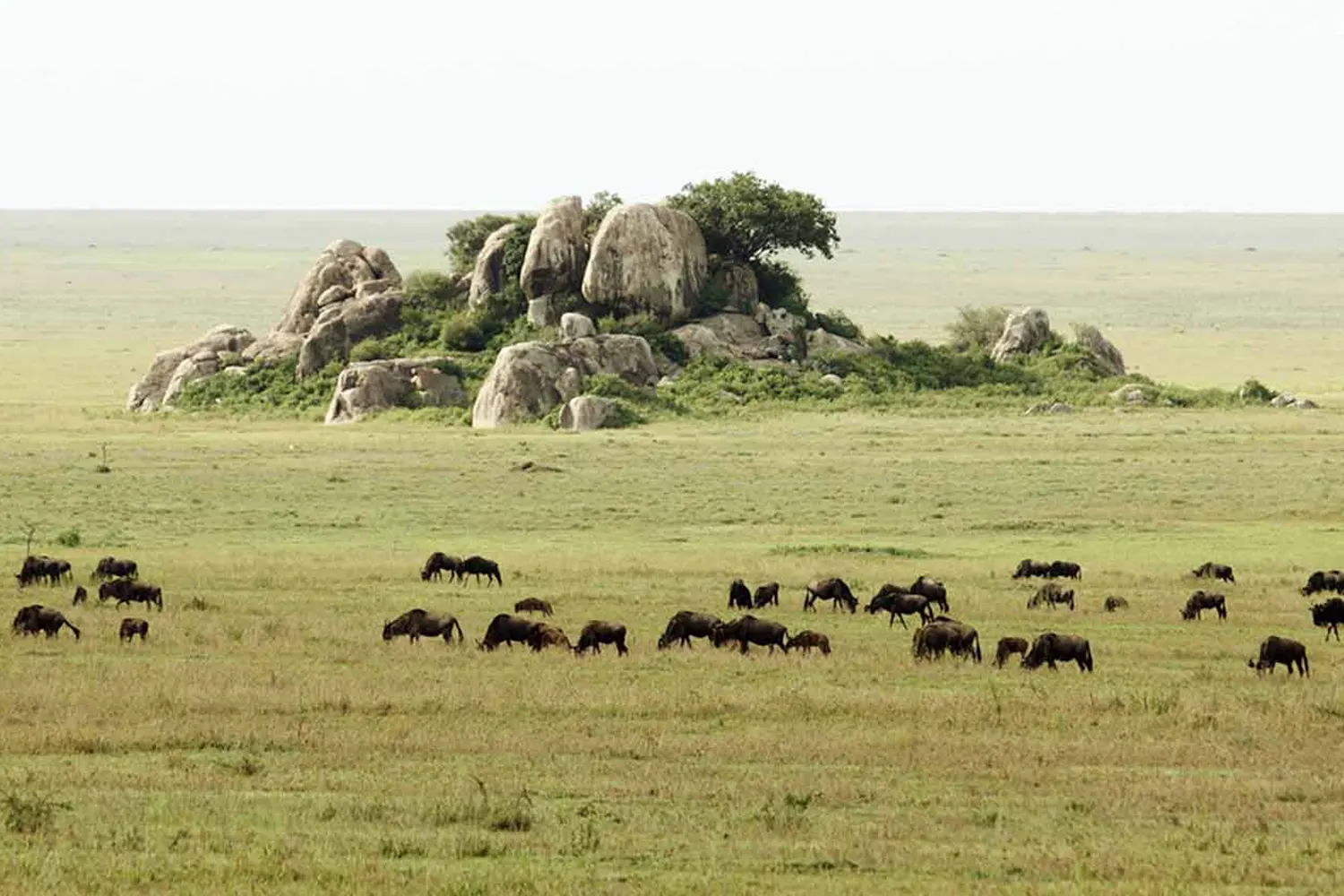 Die besten privaten Serengeti-Safari-Tour-Pakete