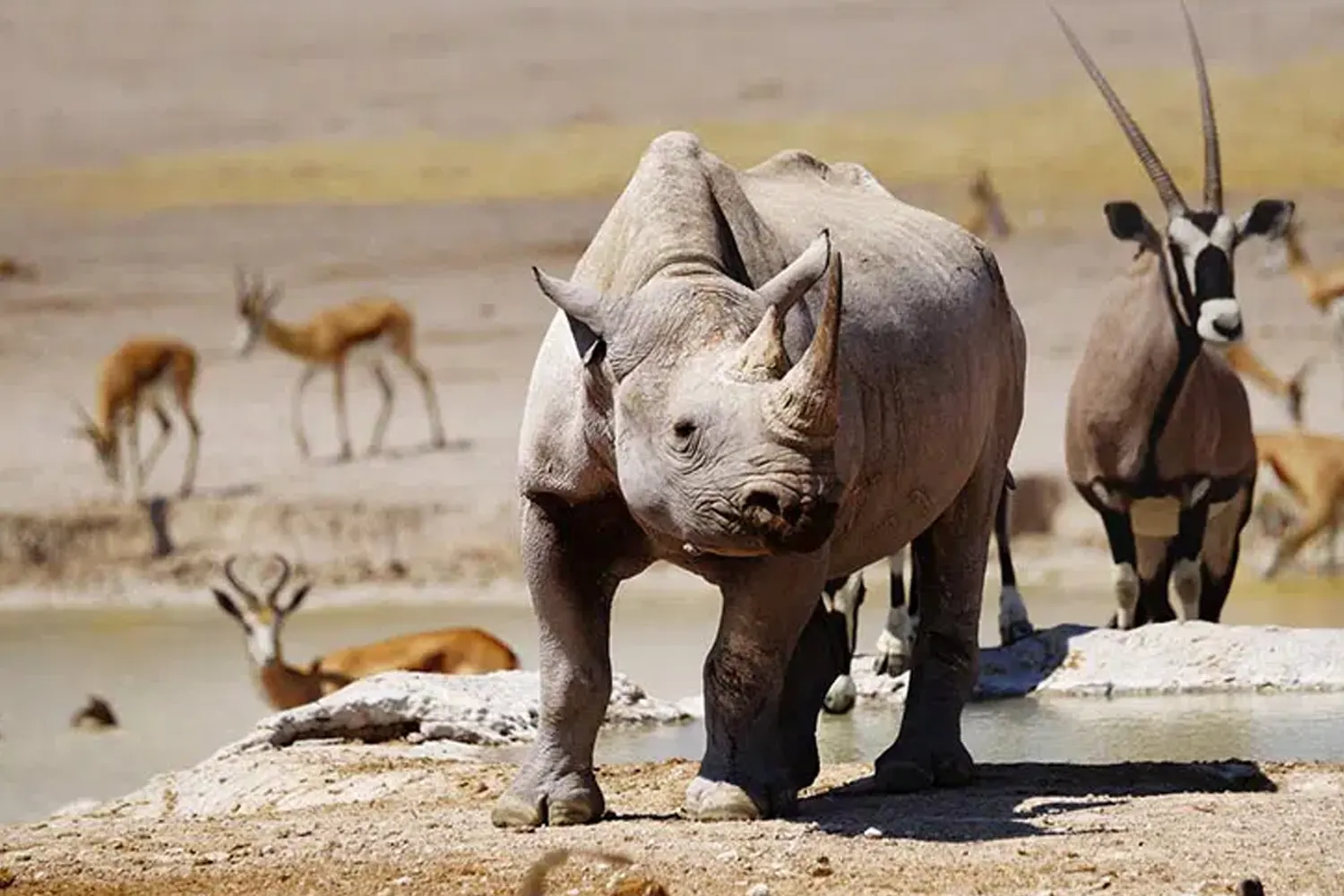 3-tägige Tansania-Safari mit Serengeti und Ngorongoro