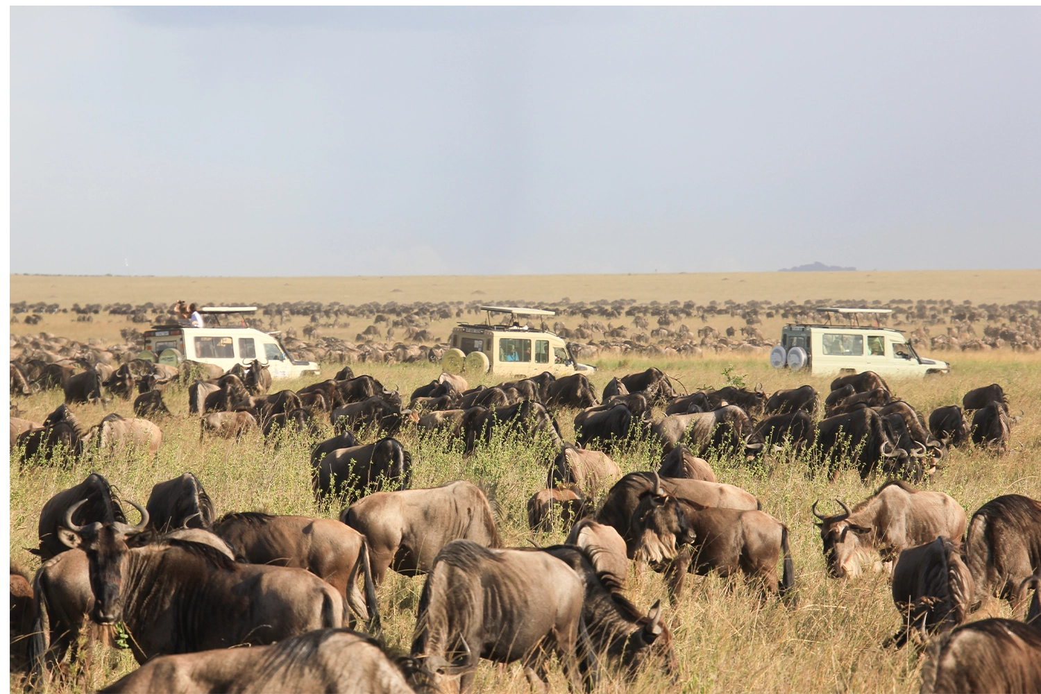 eine Herde Gnus während einer dreitägigen Safari-Tour durch Tansania