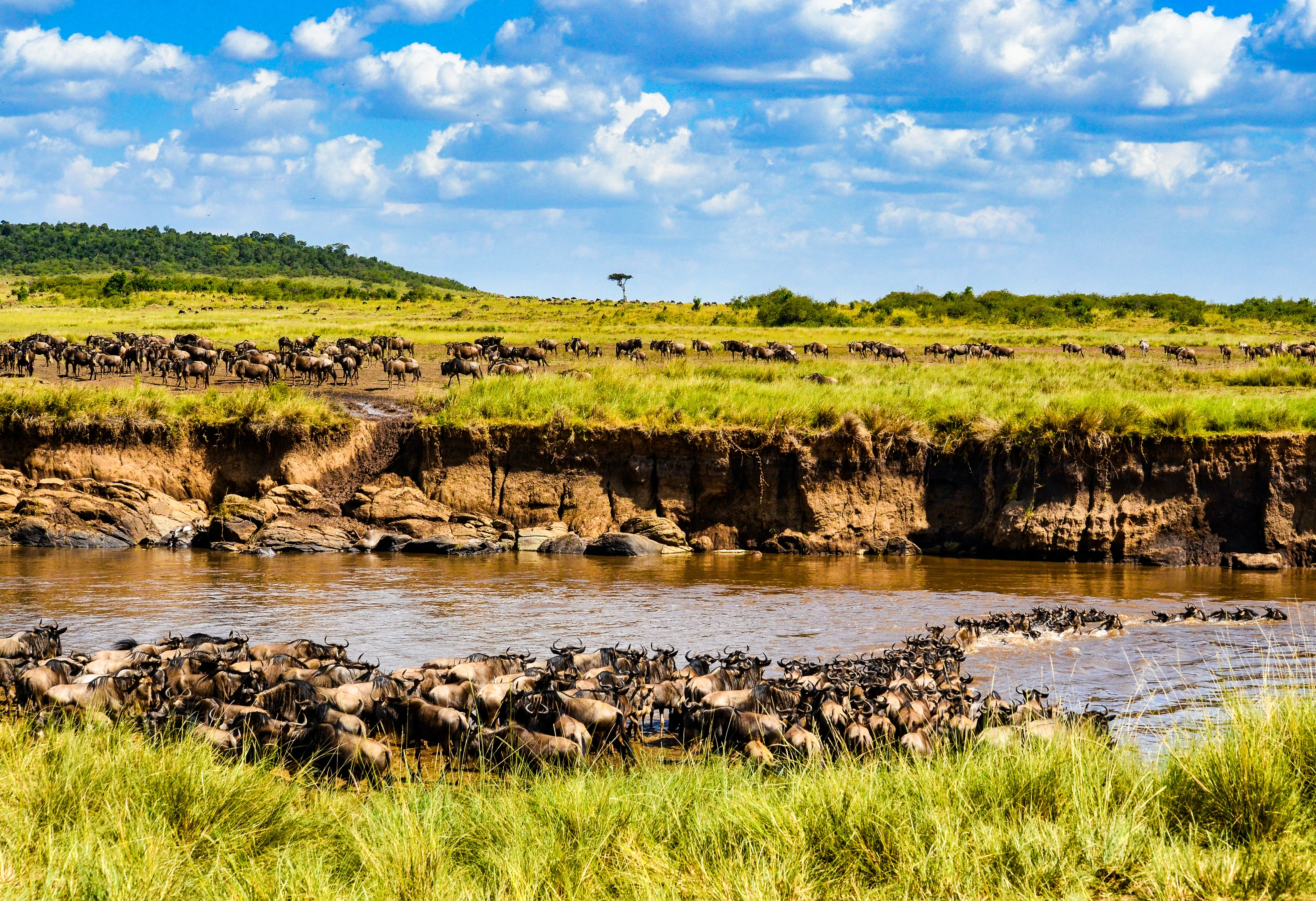 4 Tage Serengeti-Tansania-Safari