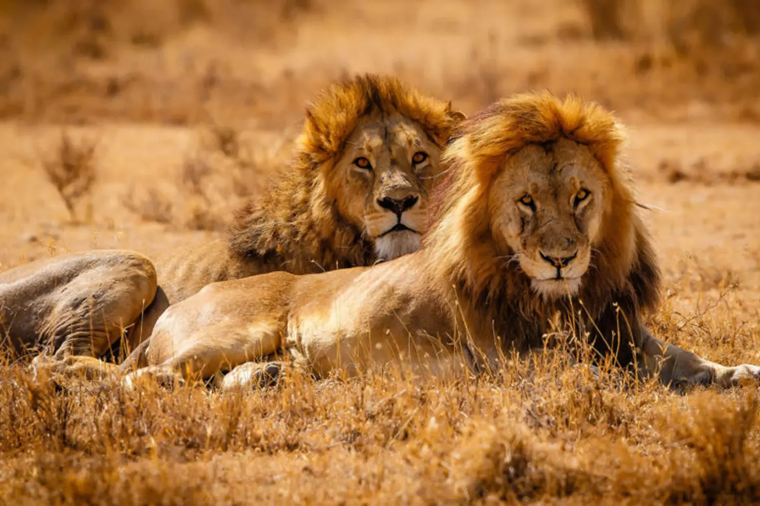 4 Tage Serengeti-Safari privat