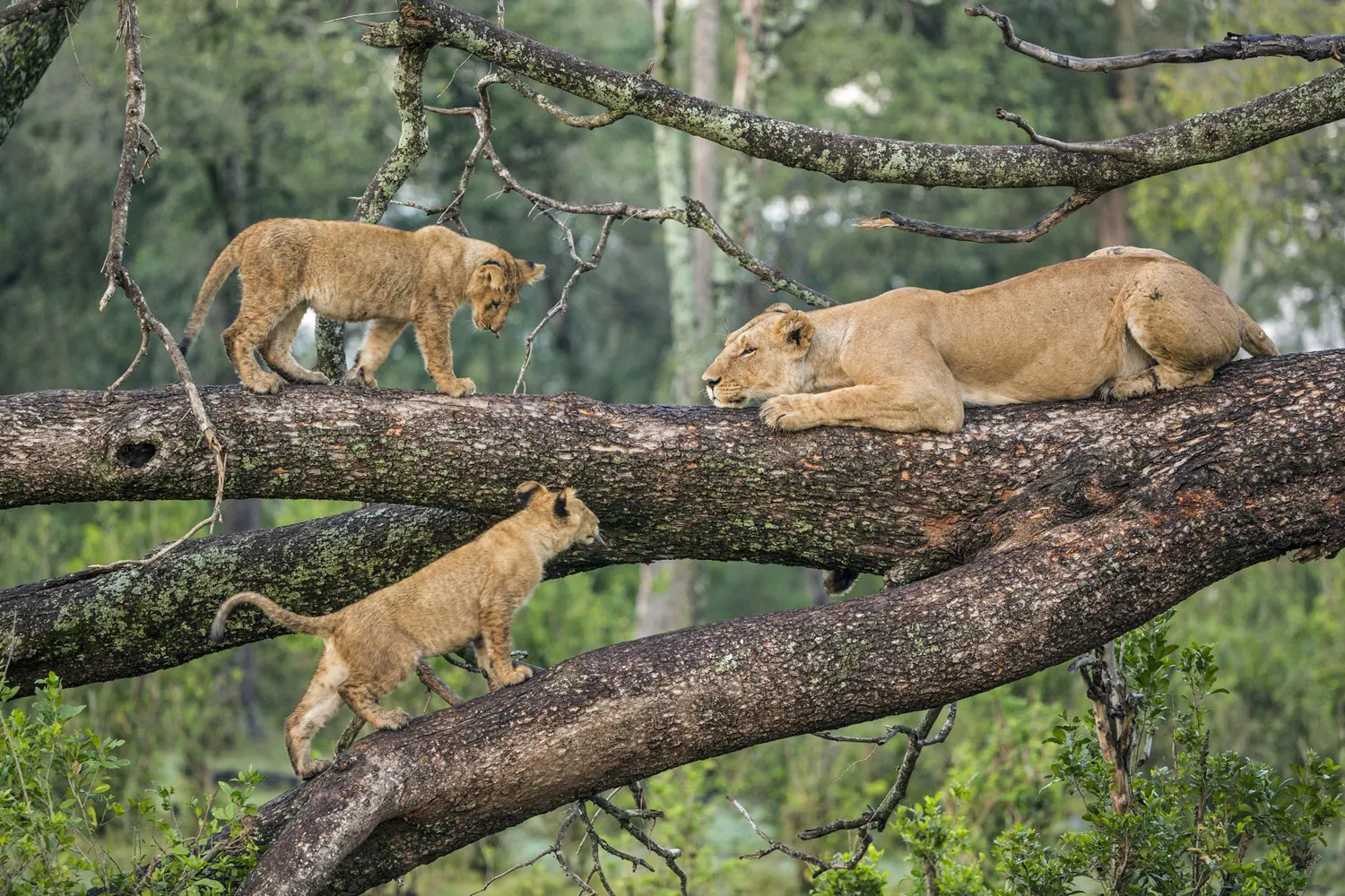 7 Tage Tarangire Serengeti Ngorongoro Manyara Natron Eyasi Safari-Paket