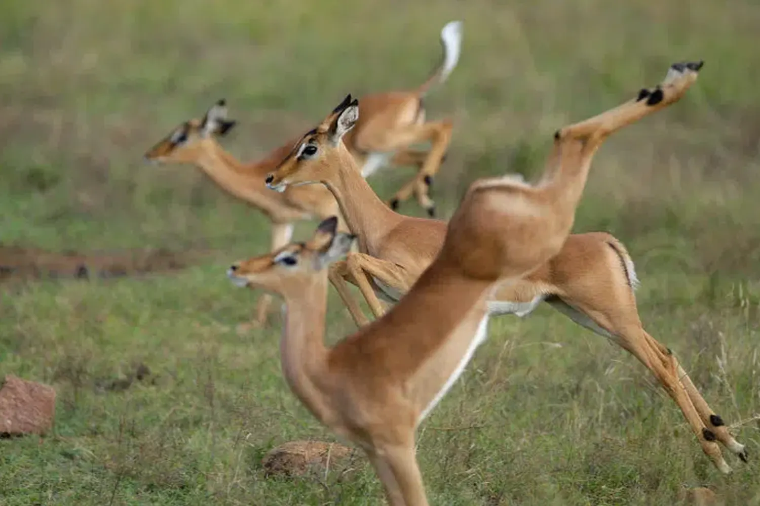 8 Tage Arusha Serengeti Ngorongoro Manyara Eyasi Safari-Paket