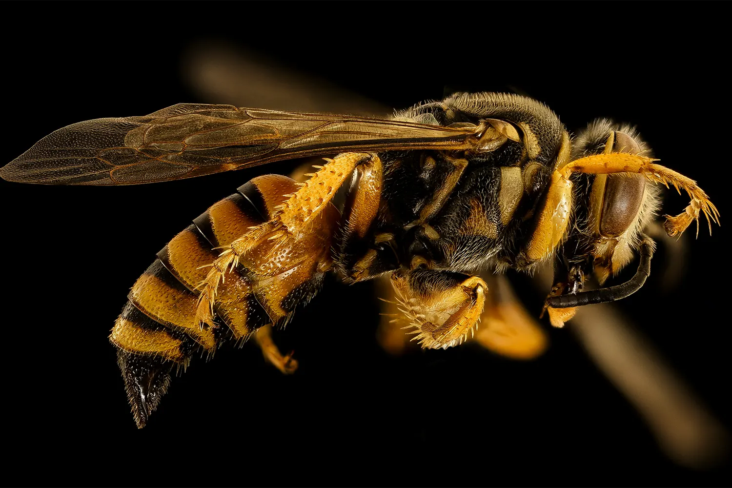 Insektenstiche in tansanischen Wildparks Safari | Mücken und Tsetsefliegen