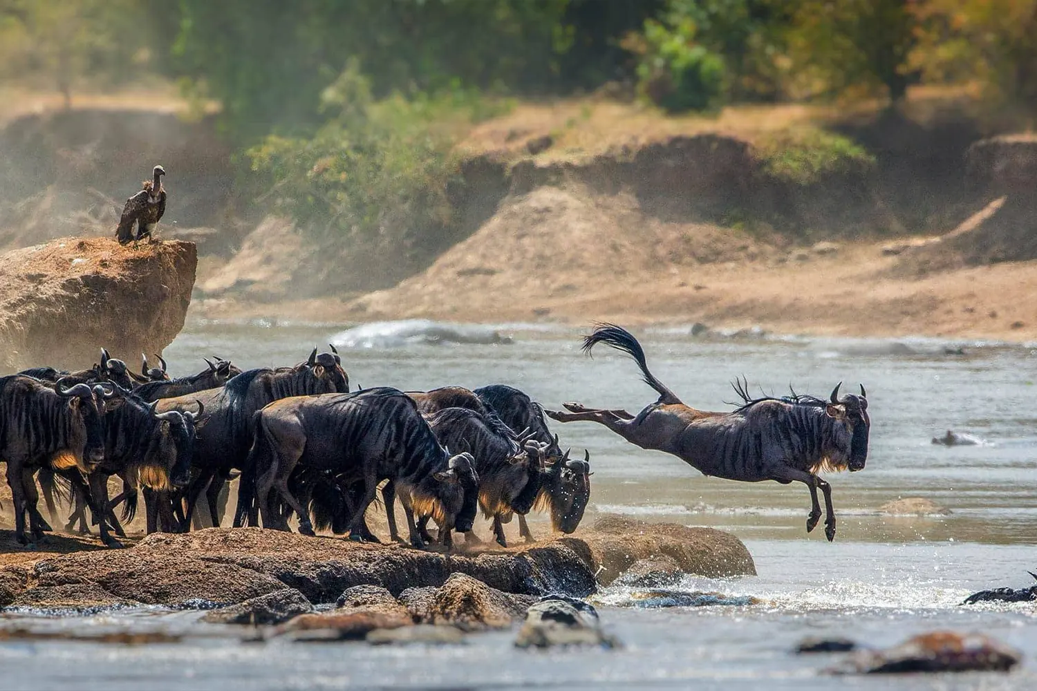 Die besten Safari-Nationalparks in Tansania