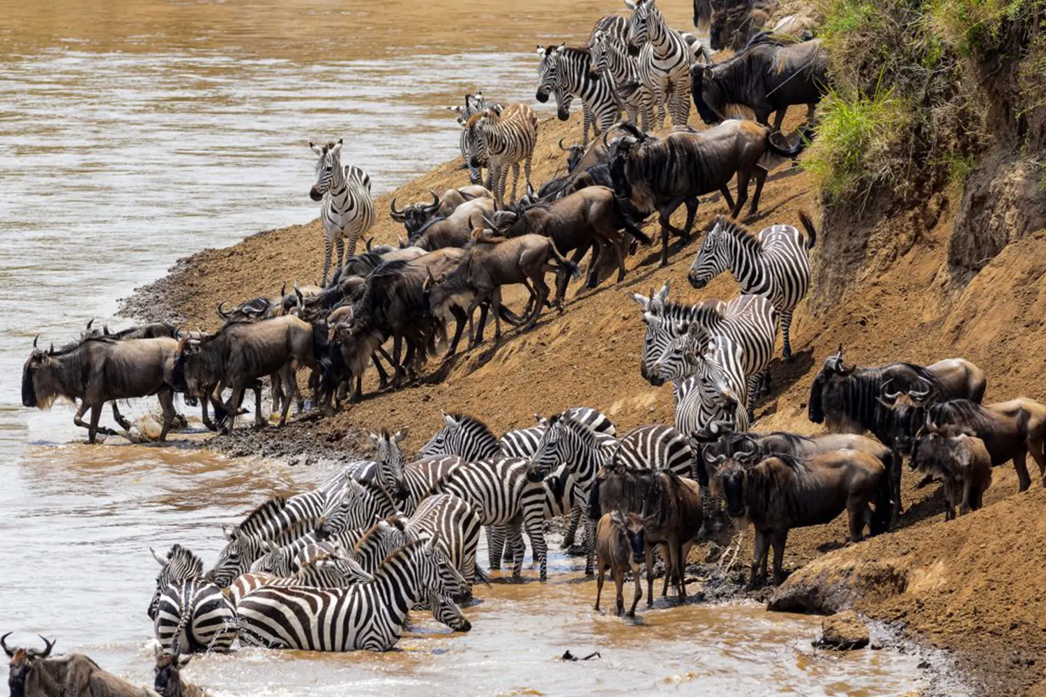 8-tägiges Serengeti-Migrations-Safari-Tour-Paket