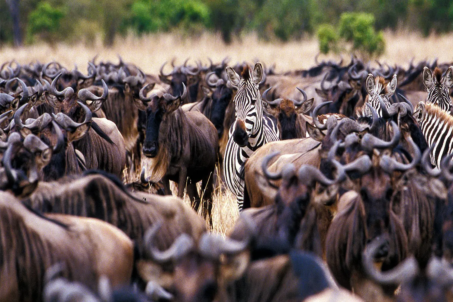 9-tägiges Serengeti-Gnu-Migrationssafari-Paket