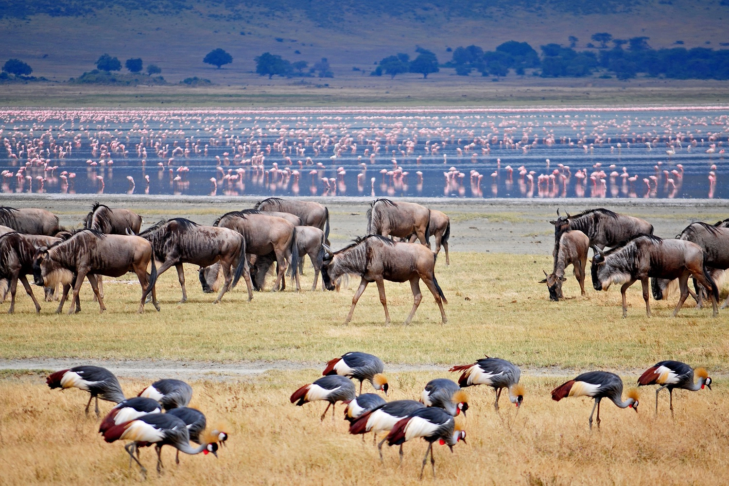 Tagesausflugspaket zum Lake Manyara