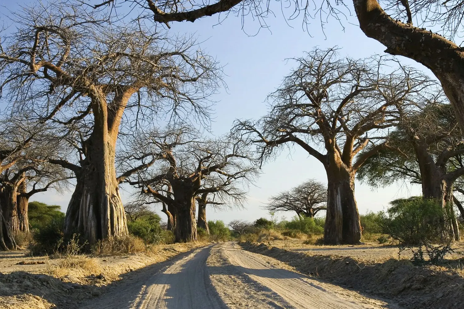 Ruaha-Nationalpark