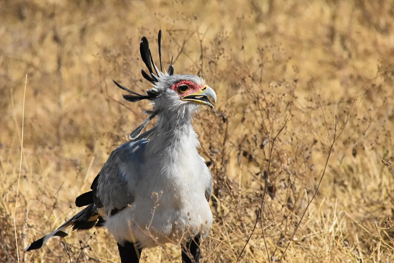 7-tägige Vogelfotografie-Safari