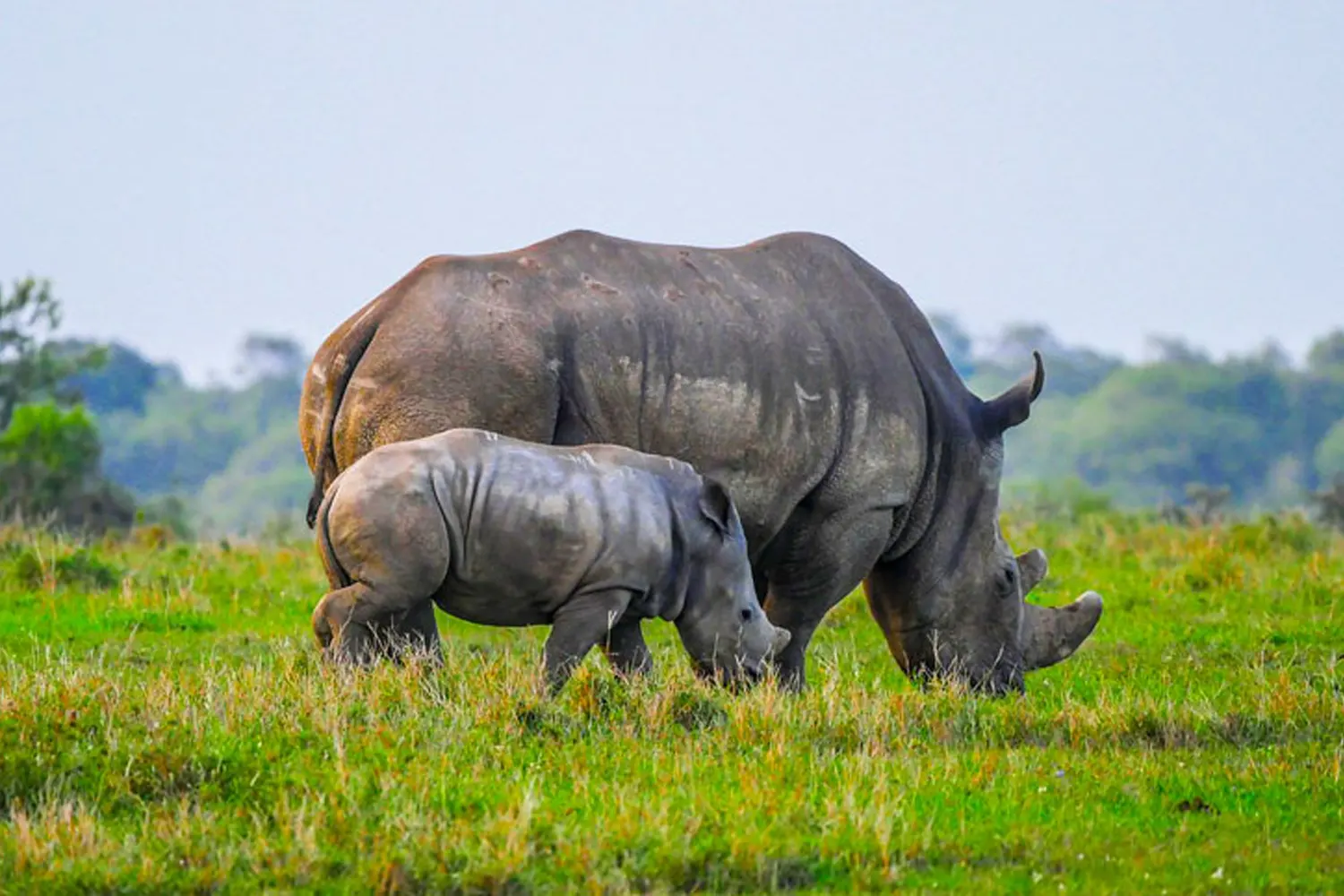 Erstaunliches 8-tägiges privates Safari-Tourpaket in der Serengeti