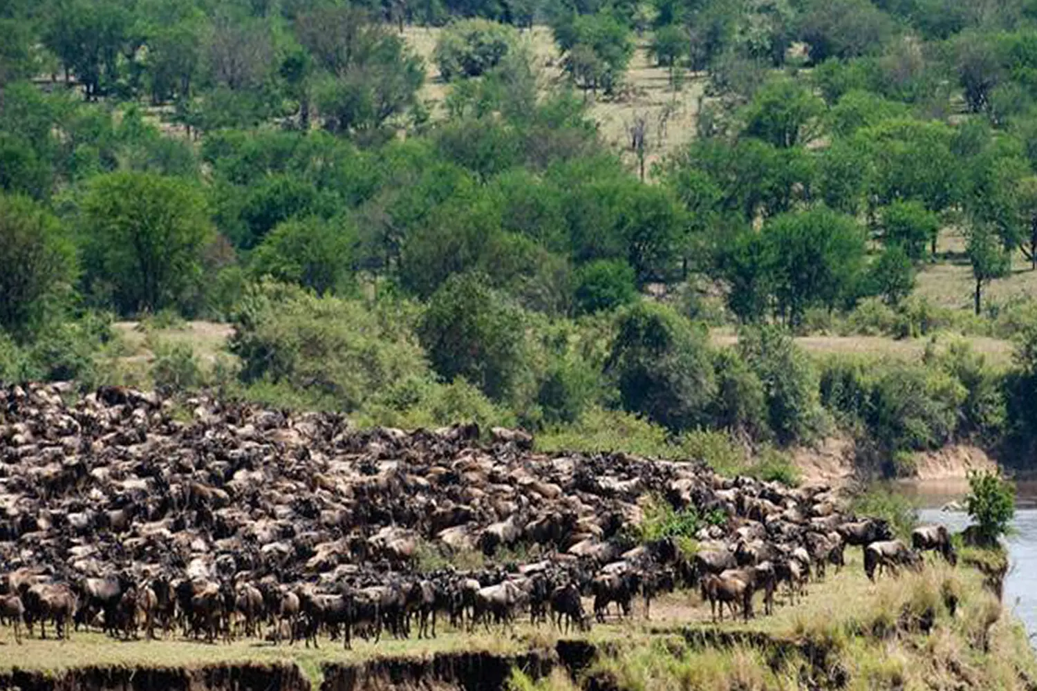 Gnus überqueren den Fluss während des dreitägigen Serengeti Migration Safari Tour-Pakets