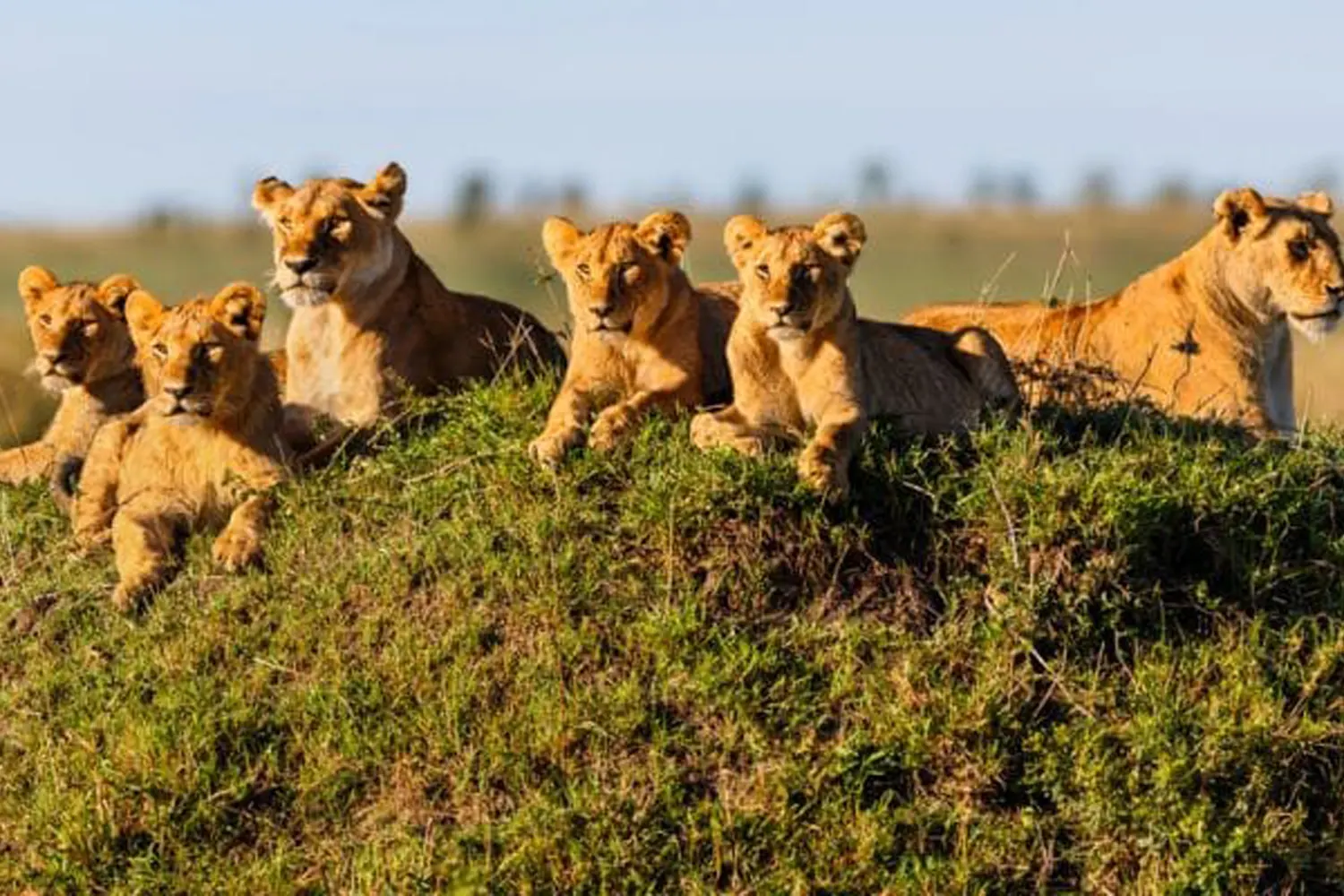 8 Tage 7 Nächte Serengeti-Lodge-Safari