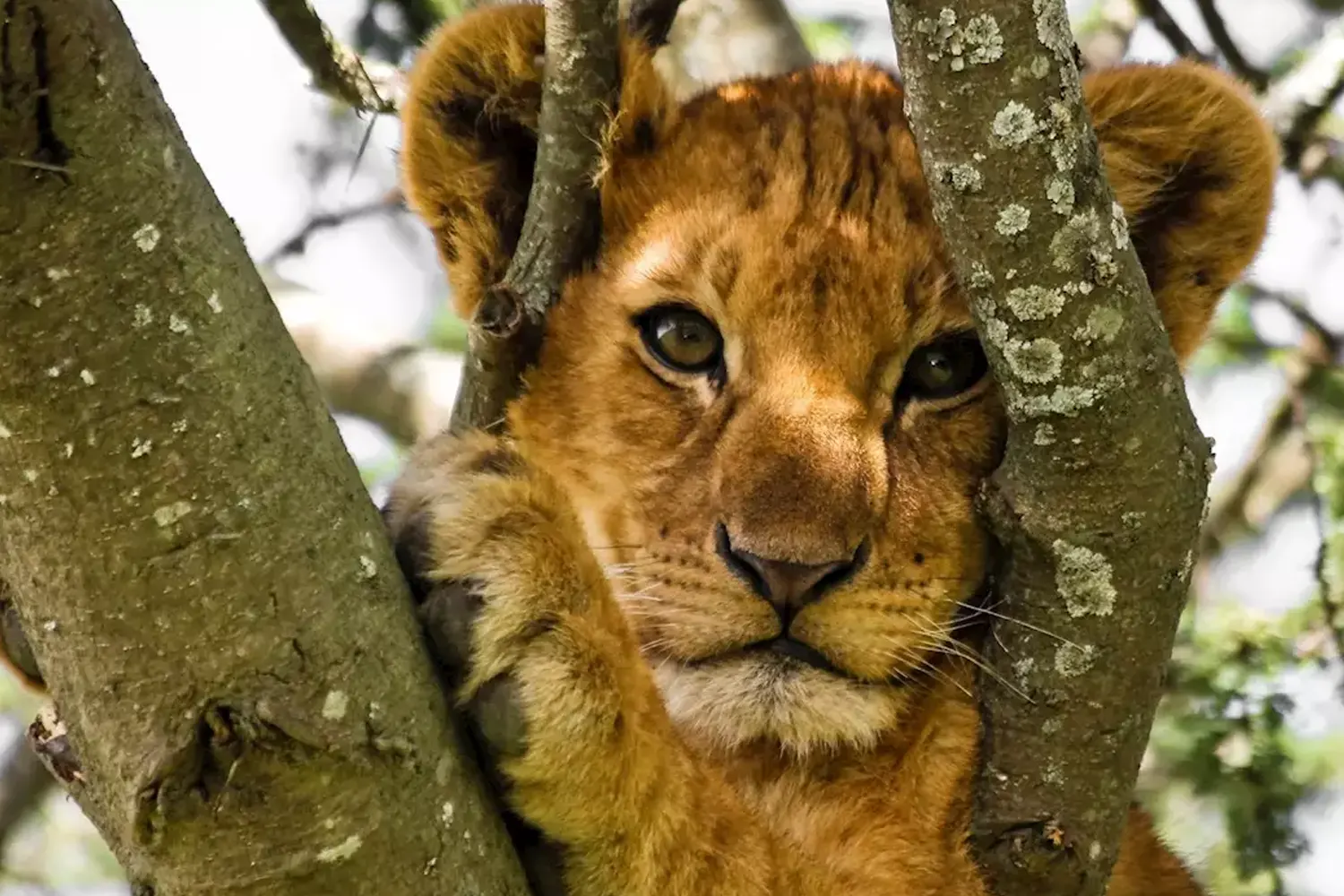 10 Tage 9 Nächte Serengeti-Lodge-Safari