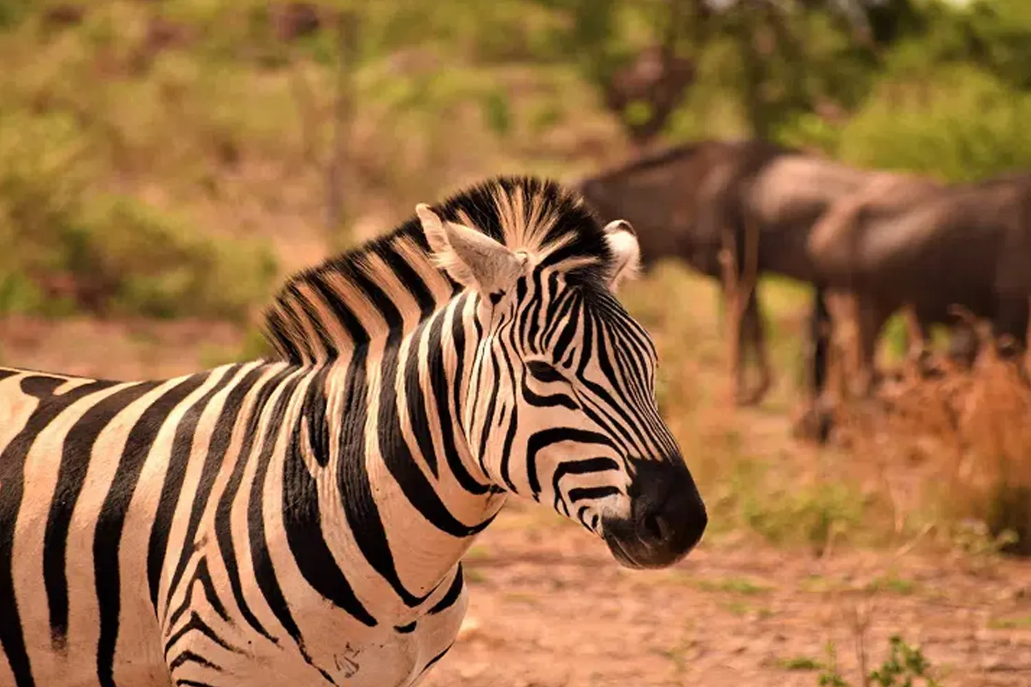 3-tägige Tansania-Safari mit Serengeti und Ngorongoro