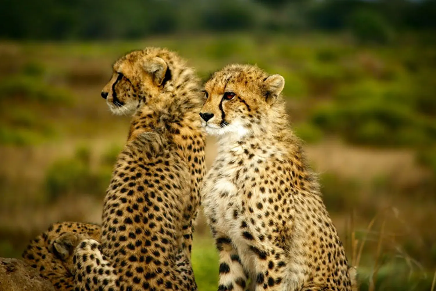 2 Tage Serengeti-Safari ab Arusha