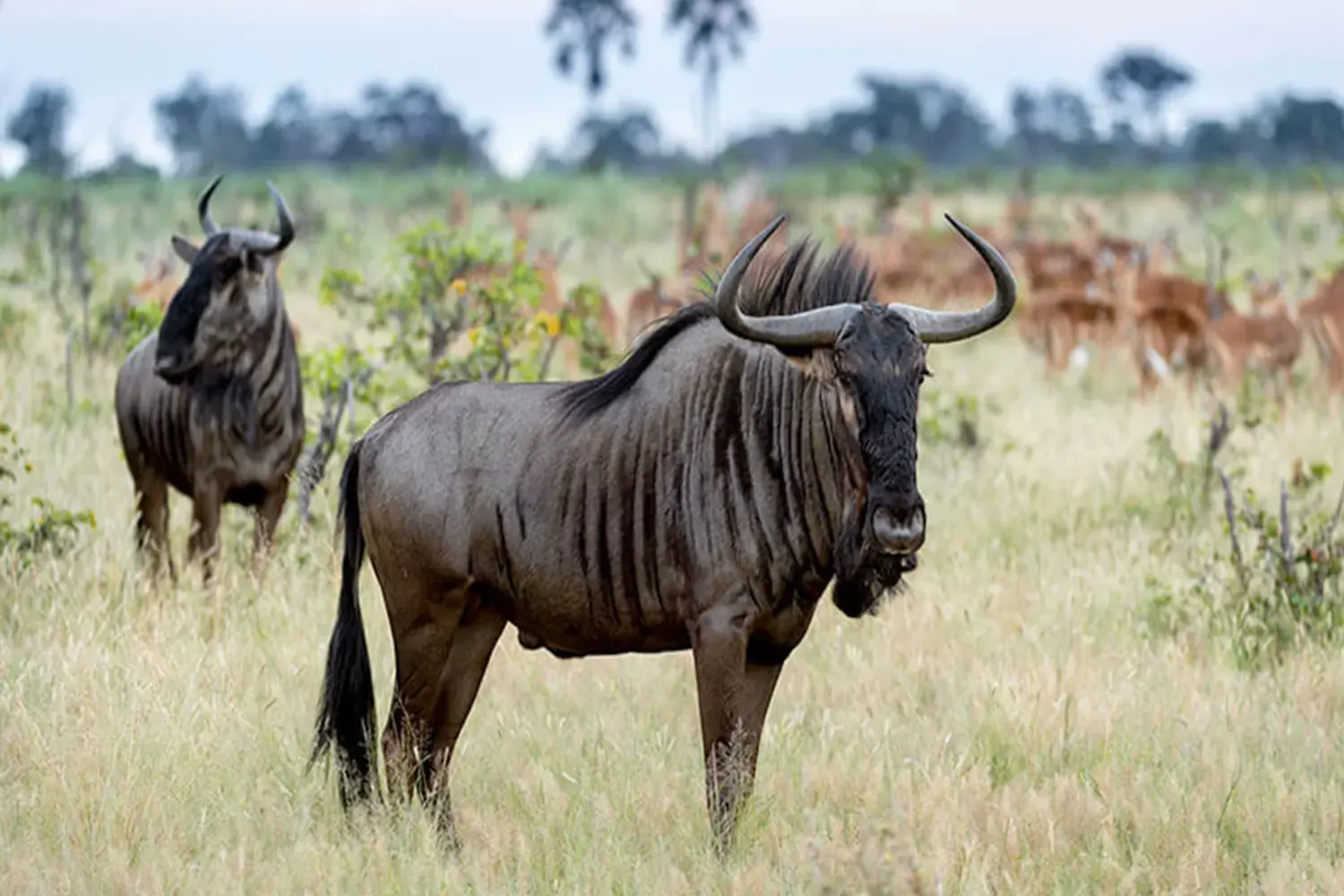 3-tägige Serengeti-Safari ab Arusha