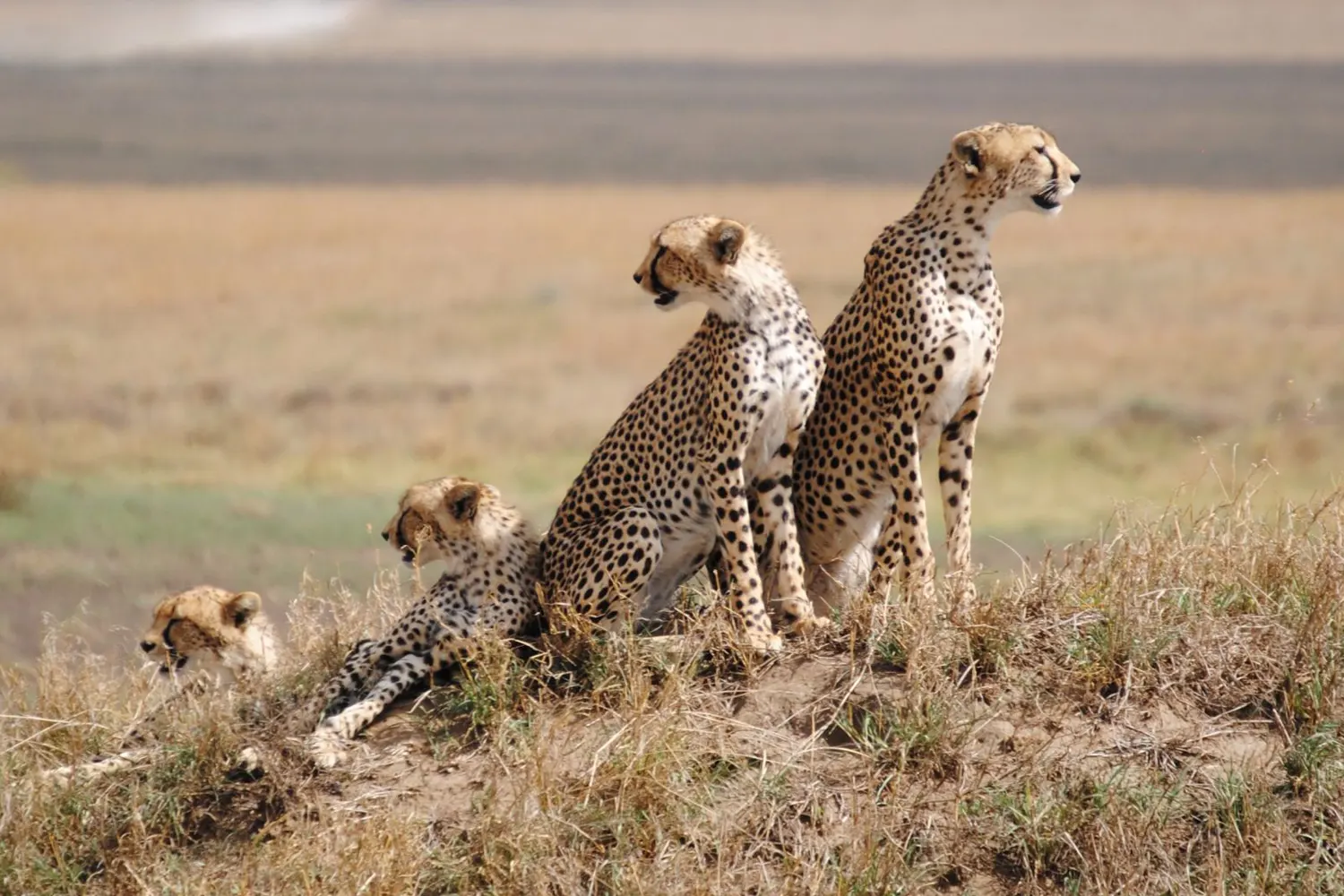 5-tägige Serengeti-Safari-Tour