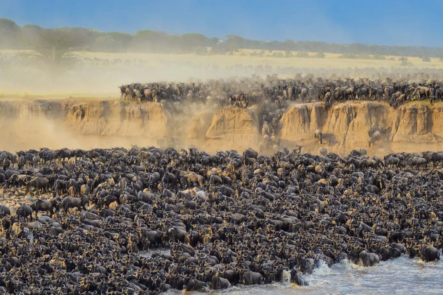 Gnus-Flussüberquerung im Rahmen des 1-Tag-Serengeti-Safari-ab-Mwanza-Tourpakets