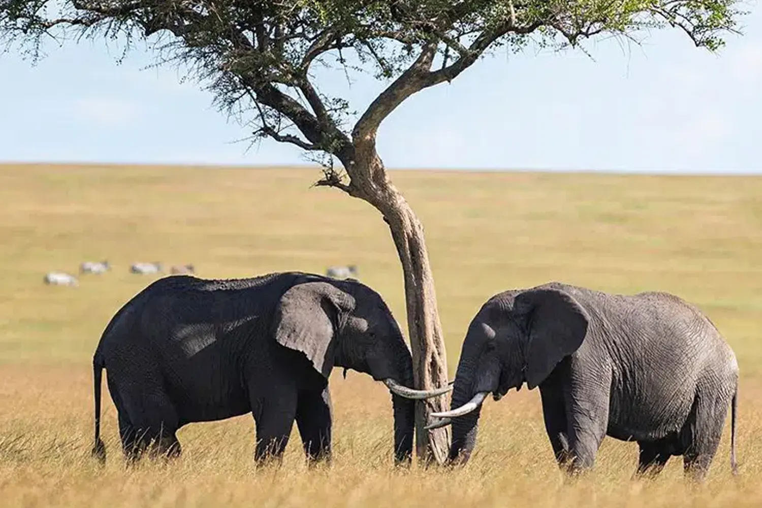 5-tägige Serengeti-Tansania-Safari