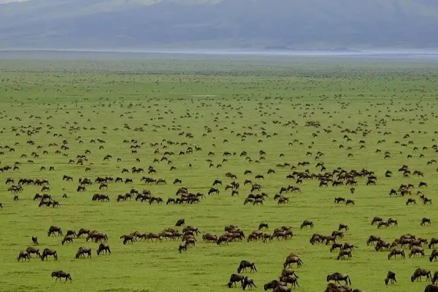 Tansania safari