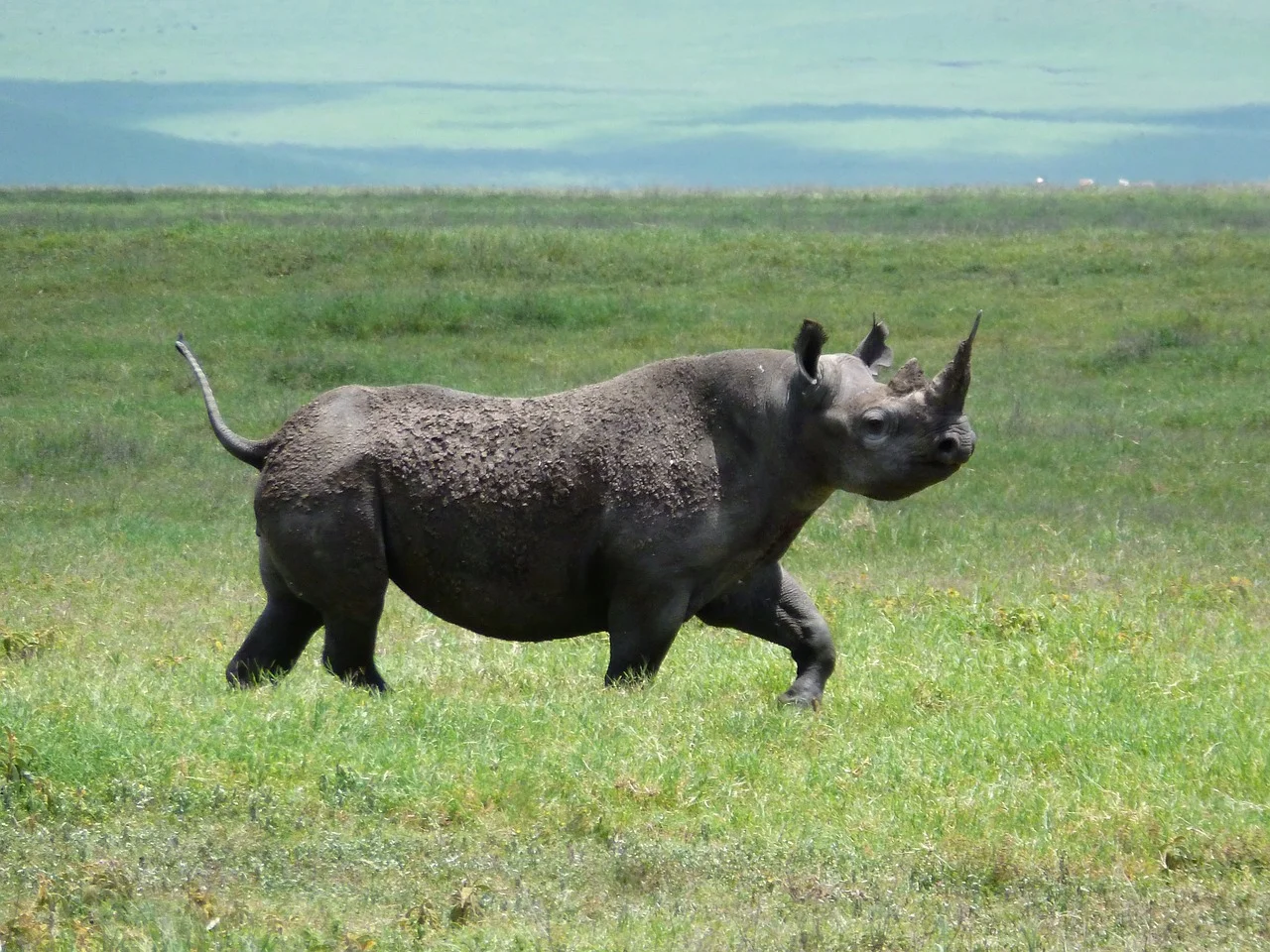 Spitzmaulnashorn in den Nationalparks Tansanias